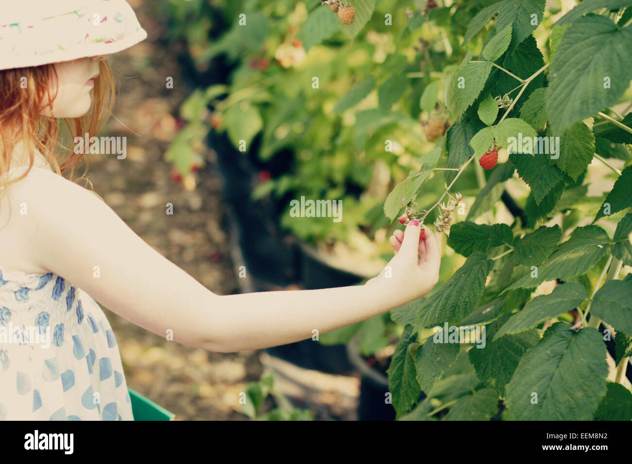 Girl picking raspberries Banque D'Images