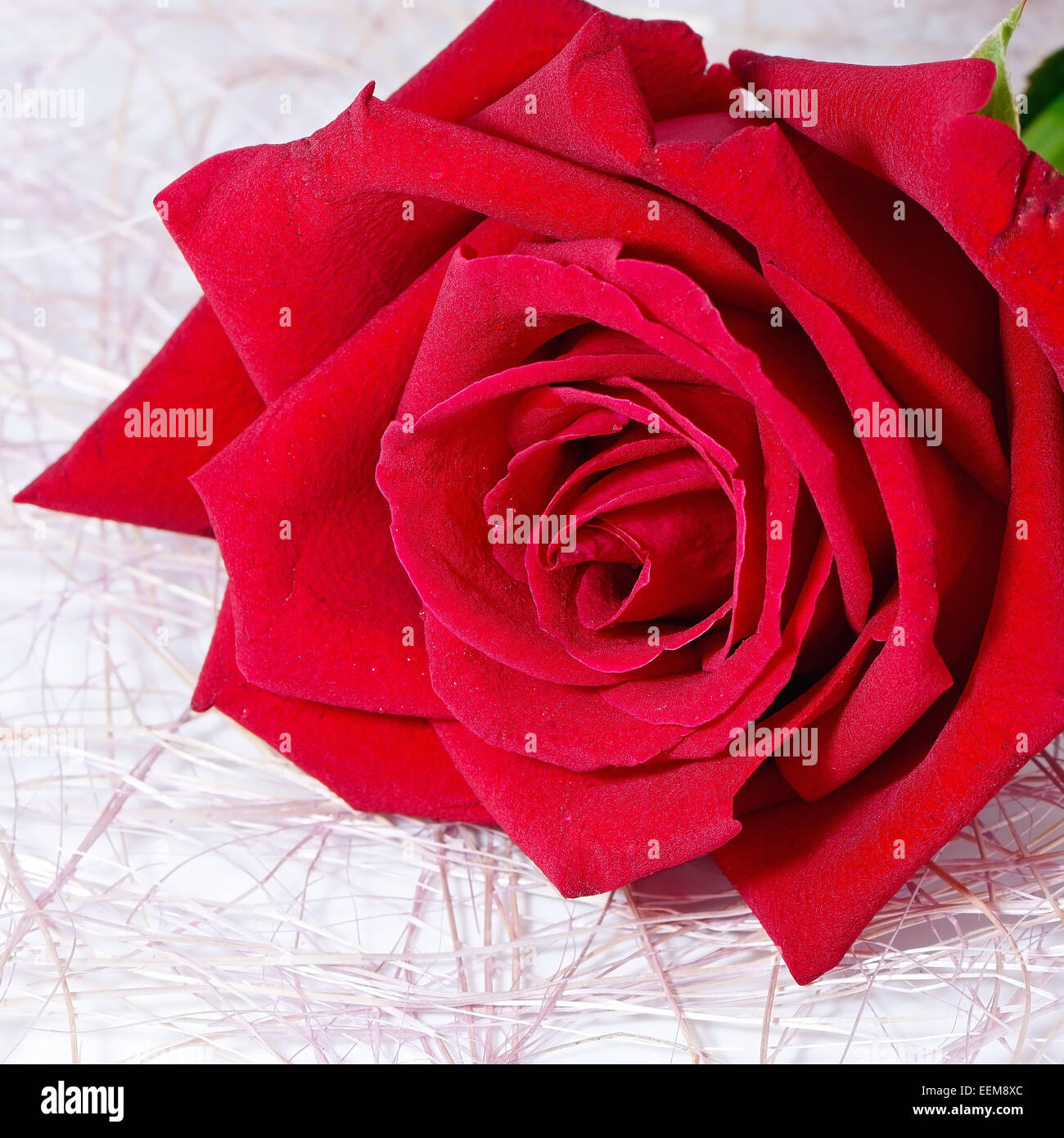 Red Rose, isolé sur fond blanc Banque D'Images