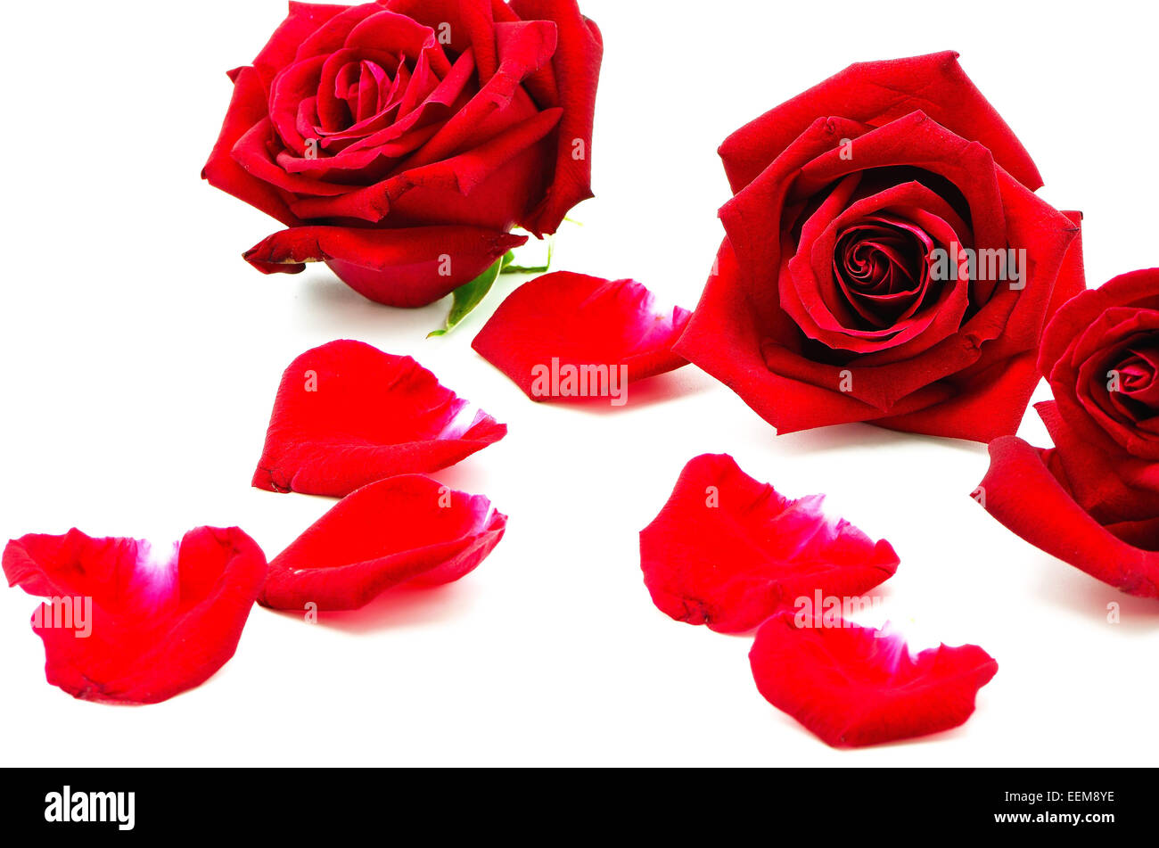 Red Rose, isolé sur fond blanc Banque D'Images