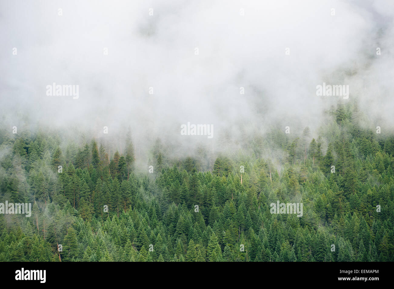 Brouillard sur la cime des arbres à feuilles persistantes dans la forêt de montagne Banque D'Images
