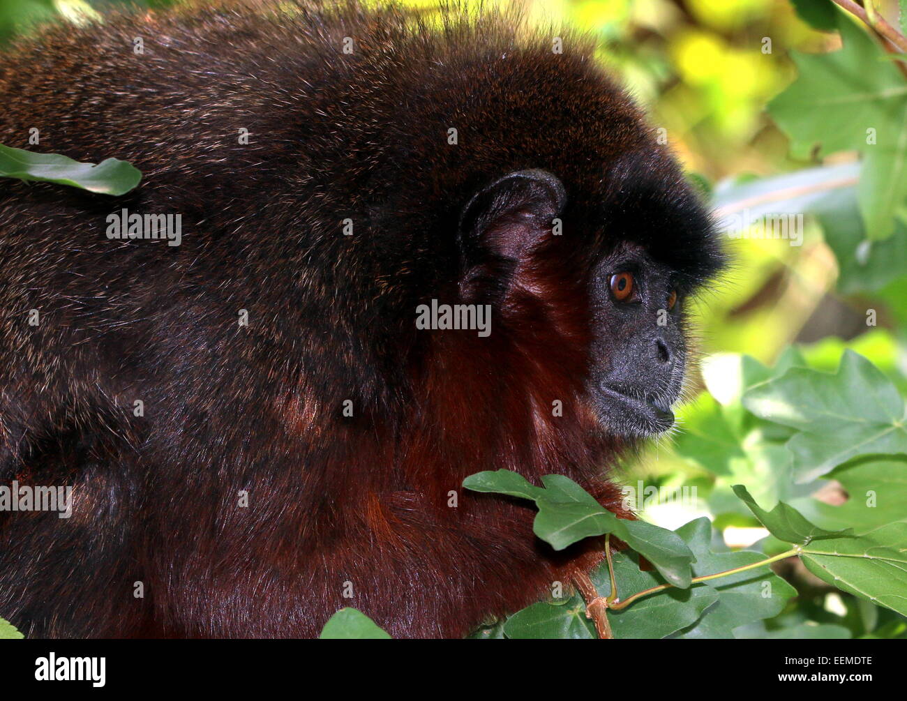 Cuivré d'Amérique du Sud ou Singe Titi couleur cuivre (Callicebus cupreus) dans un arbre entouré par des feuilles Banque D'Images