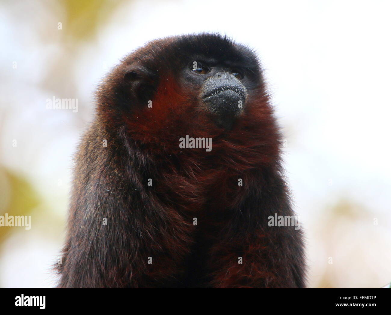 Cuivré d'Amérique du Sud ou Singe Titi couleur cuivre (Callicebus cupreus) se nourrissent de feuilles dans un arbre Banque D'Images