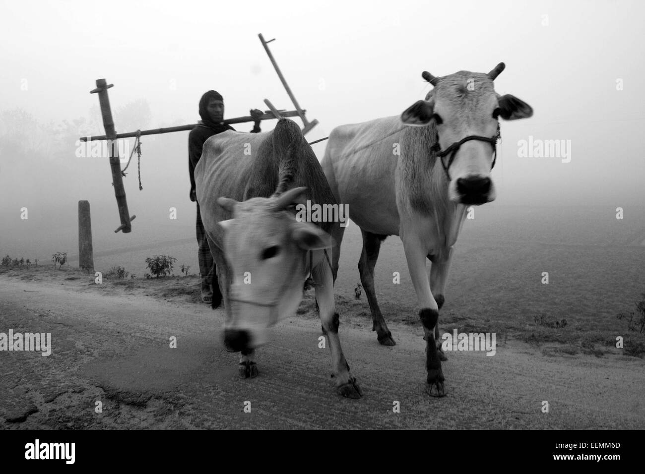 Bangladesh 10 Janvier 2015.Un agriculteur voir les champs de riz avec des vaches . Banque D'Images