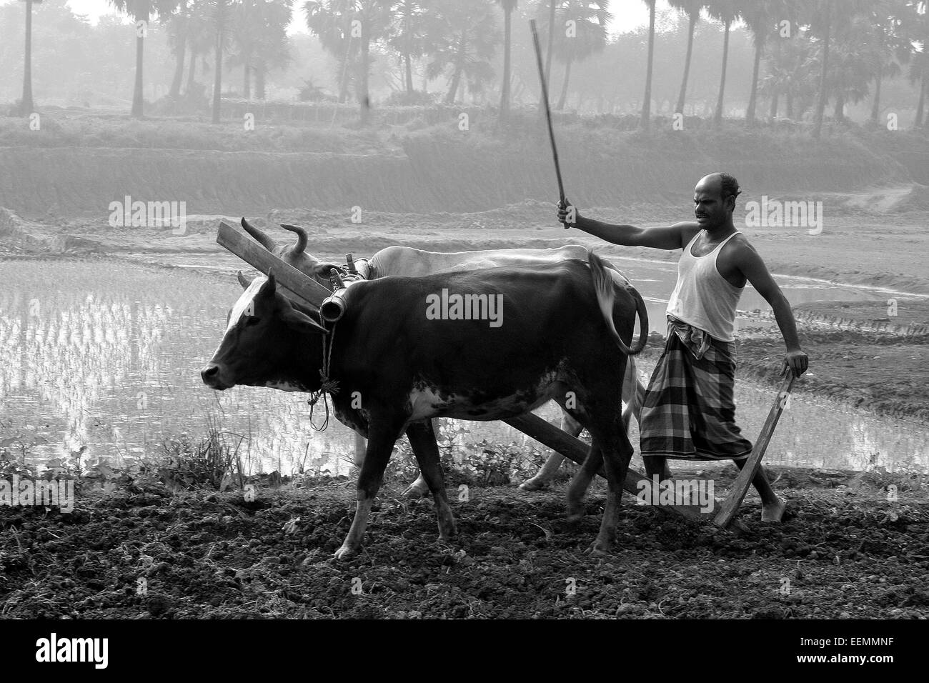 Bangladesh 10 janvier 2015. Les personnes qui travaillent avec des vaches dans les champs du riz. Banque D'Images