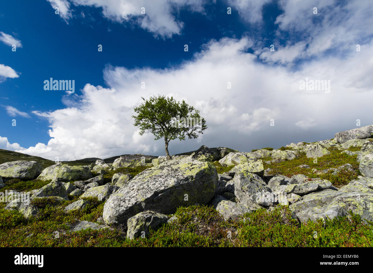 Einsame Fjaellbirke, Betula pubescens (Fjellbirke Moorbirke Haar-Birke,,, Besen-Birke Behaarte, Birke, Betula pubescens, Betula Banque D'Images