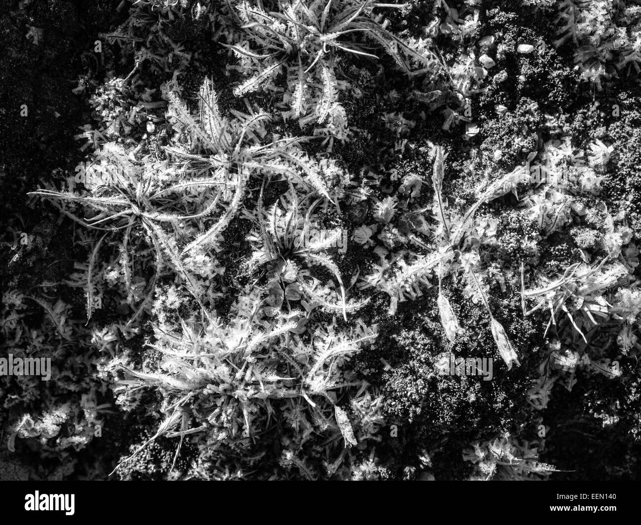 Matin givre couvre de minuscules herbes et herbes près, le Népal Gokyo Banque D'Images