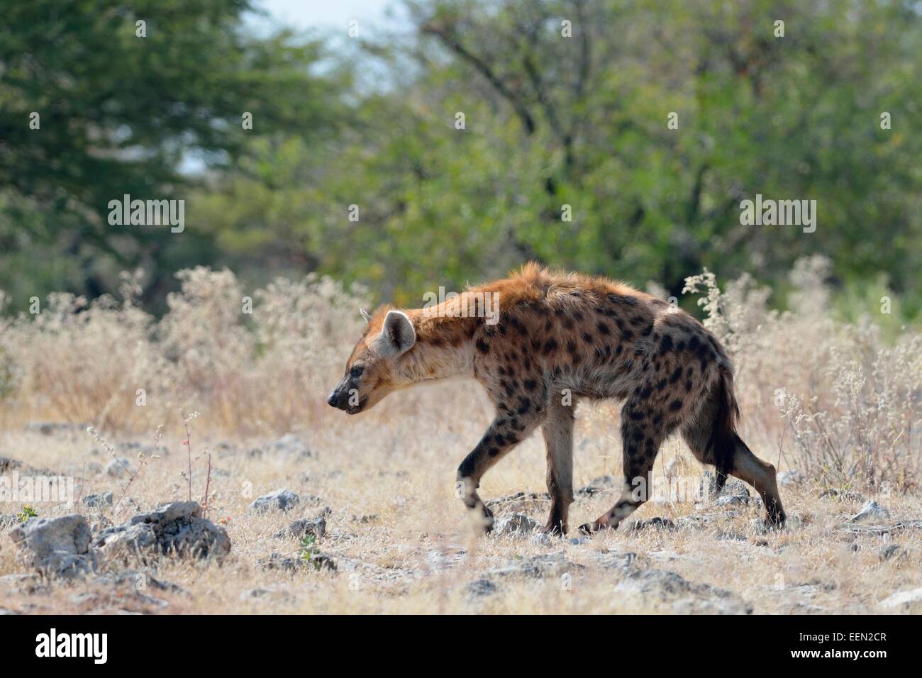 L'Hyène tachetée (Crocuta crocuta), la marche sur le sol rocheux, Etosha National Park, Namibie, Afrique Banque D'Images