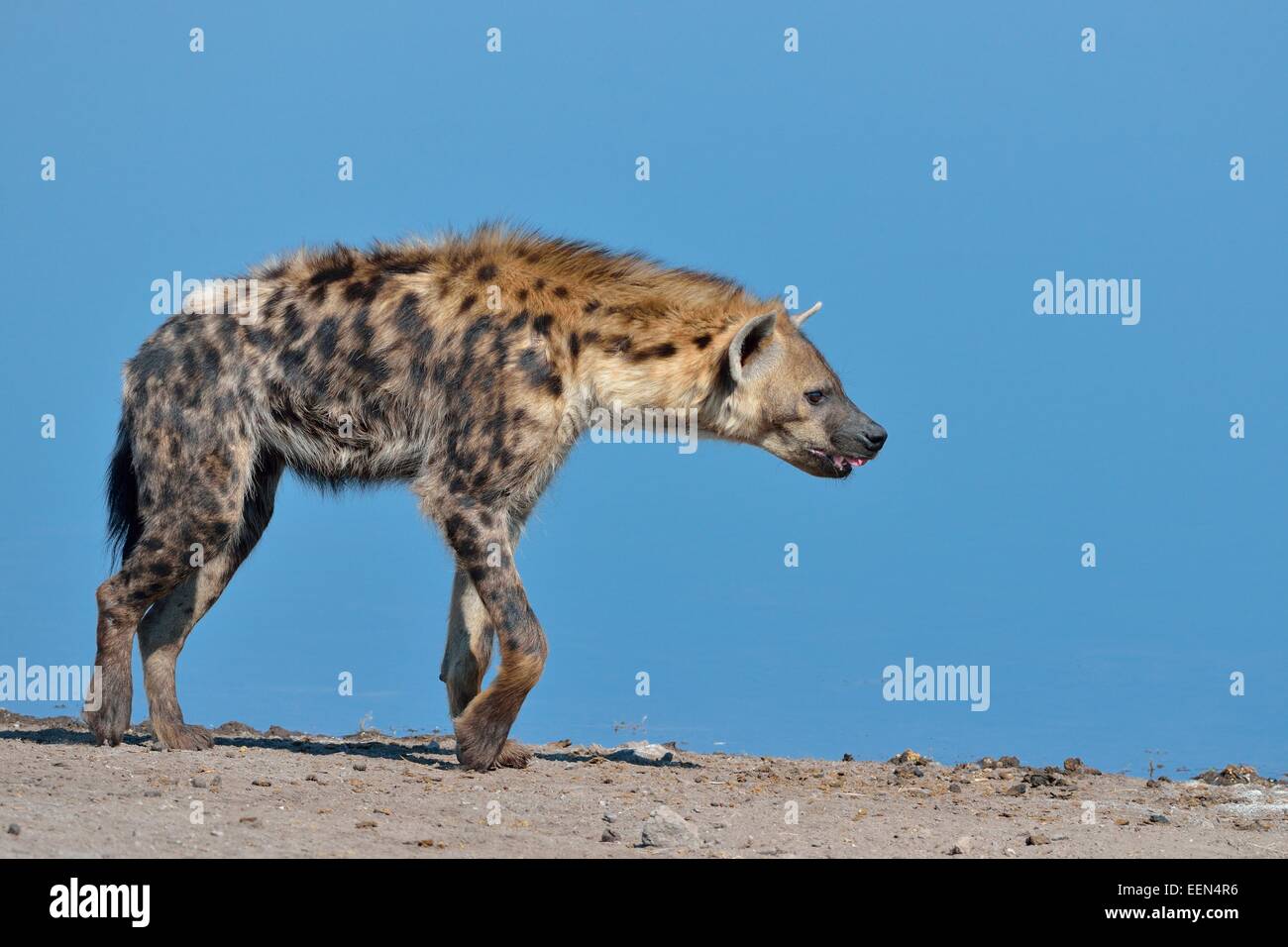 L'Hyène tachetée (Crocuta crocuta), marche à pied le long d'un étang, Etosha National Park, Namibie, Afrique Banque D'Images