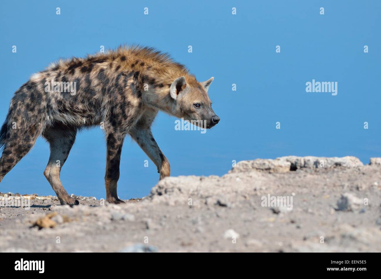 L'Hyène tachetée (Crocuta crocuta), marche à pied le long d'un étang, Etosha National Park, Namibie, Afrique Banque D'Images