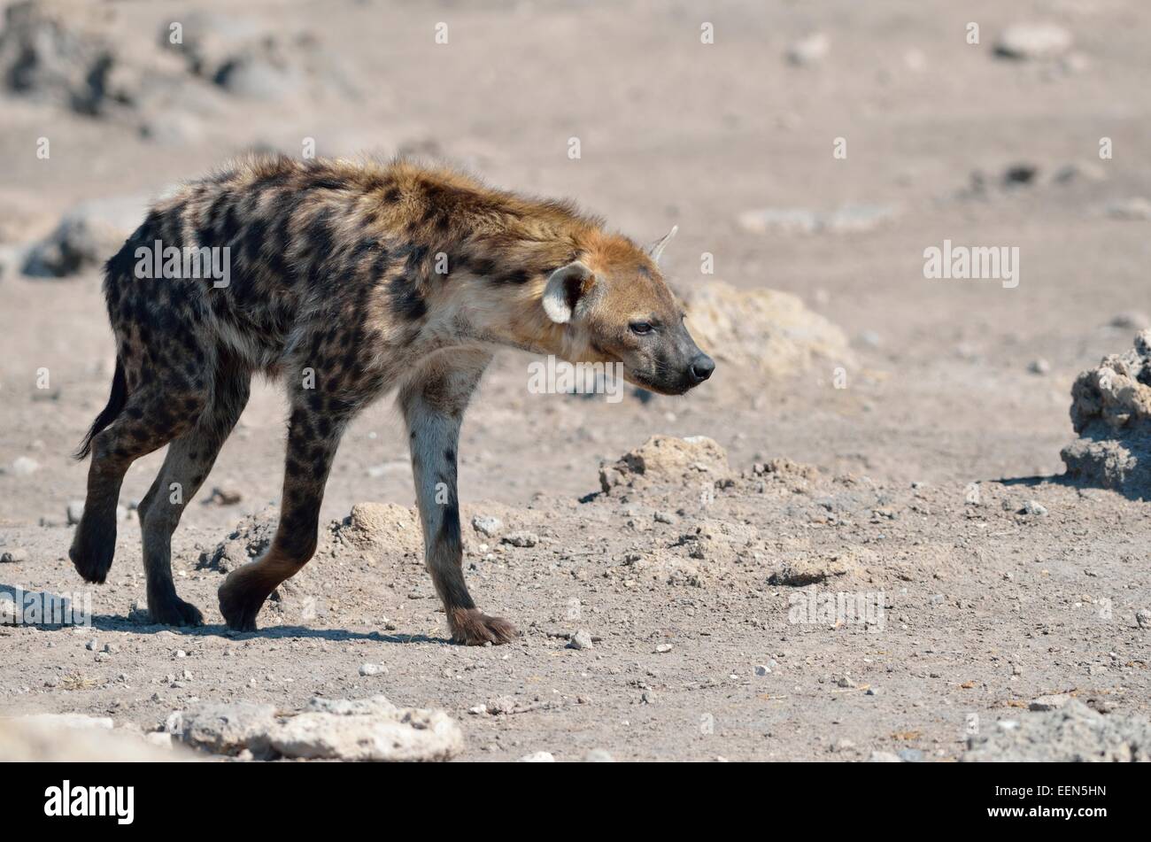 L'Hyène tachetée (Crocuta crocuta), la marche sur le sol rocheux, Etosha National Park, Namibie, Afrique Banque D'Images