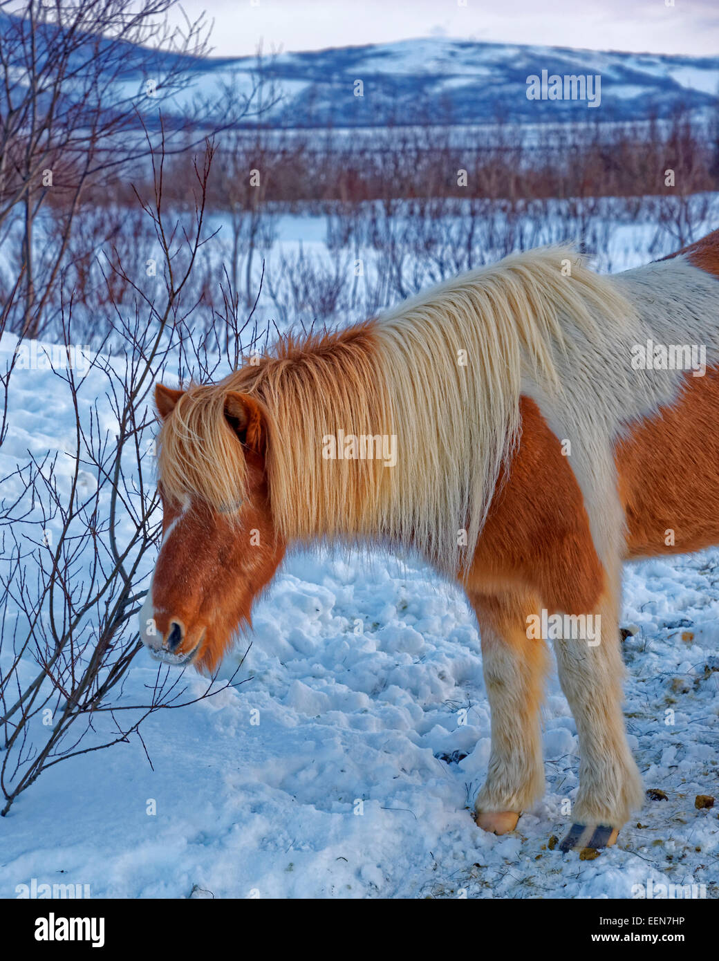 Cheval islandais est une race chevaline développée en Islande. Les chevaux sont petits, parfois de taille poney. Banque D'Images
