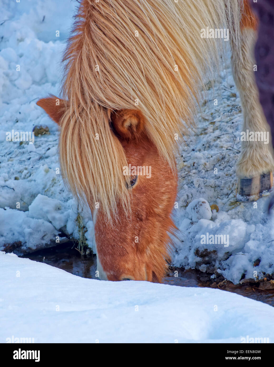 Cheval islandais est une race chevaline développée en Islande. Les chevaux sont petits, parfois de taille poney. Banque D'Images