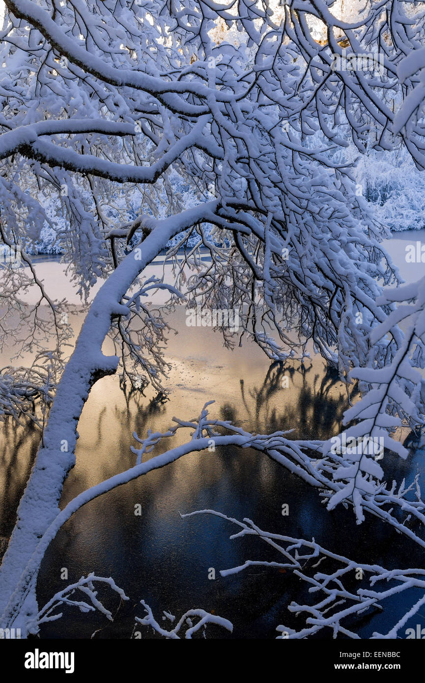Branches couvertes de neige sur un lac gelé dans le parc national des lacs de Plitvice. Banque D'Images