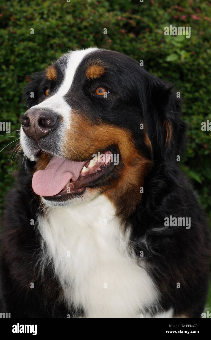 Portrait Berner Sennenhund Banque D'Images