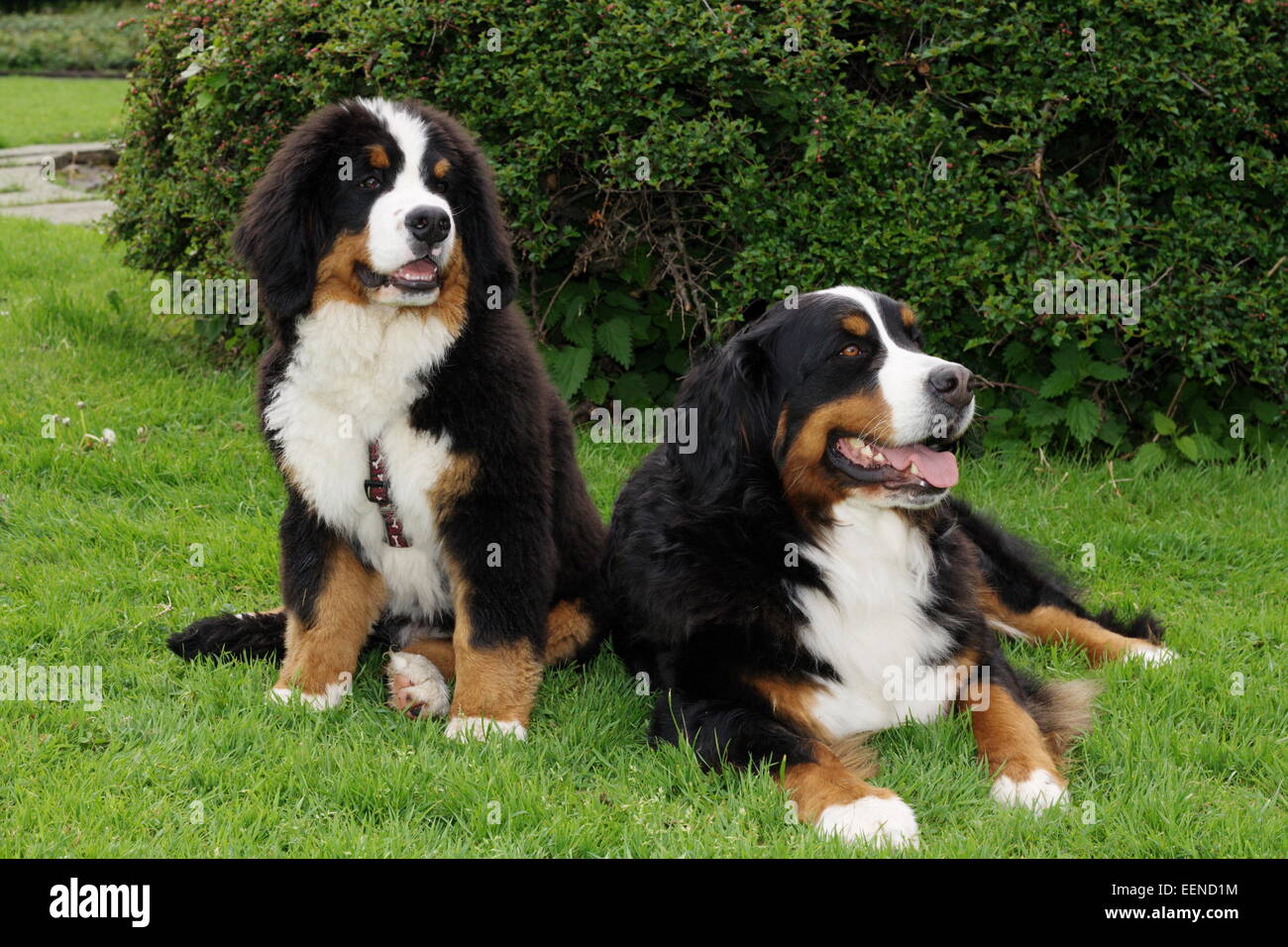 Berner Sennenhund Welpe Rüde Berner Sennenhund sitzt neben liegenden Banque D'Images