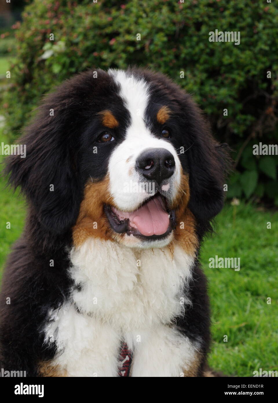 Berner Sennenhund Portrait Banque D'Images