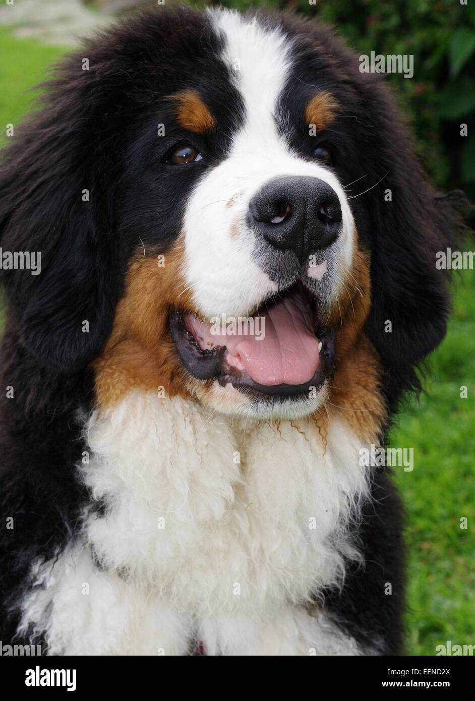 Berner Sennenhund Portrait Banque D'Images