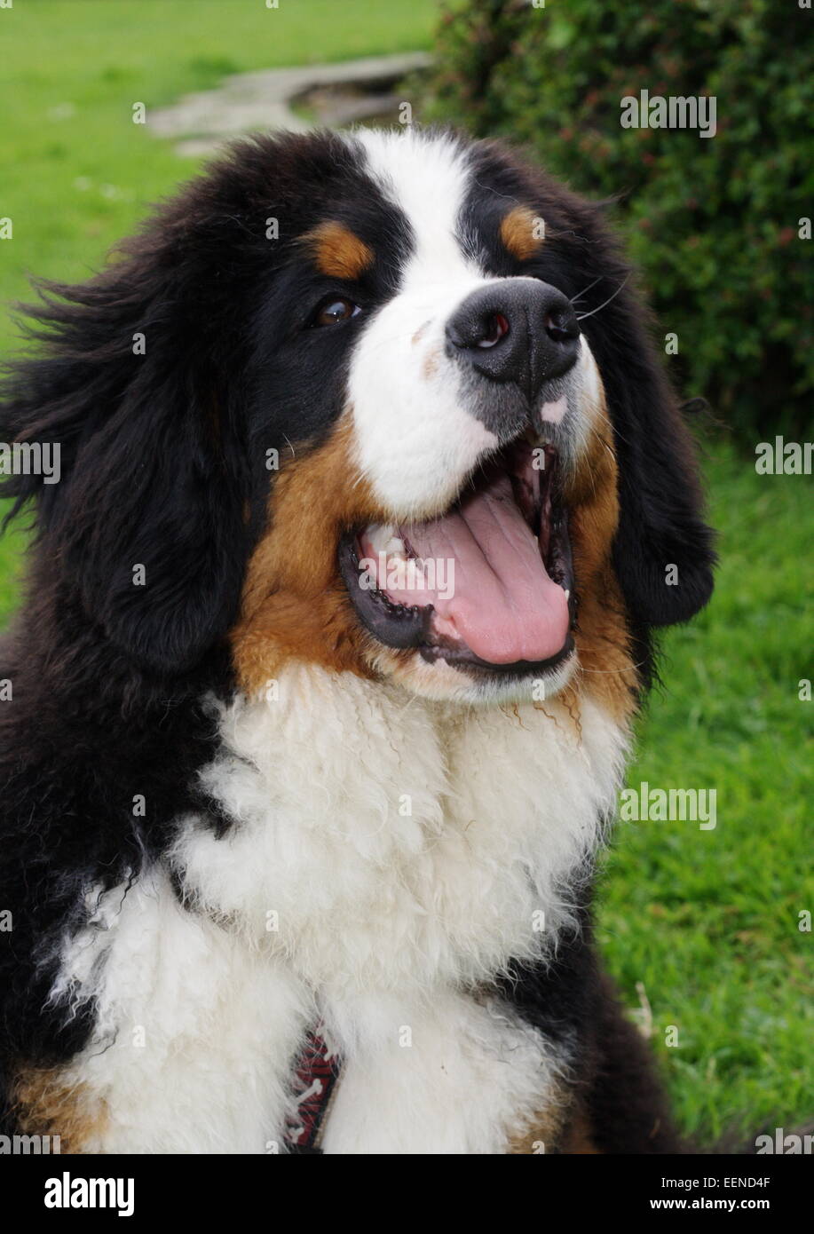 Berner Sennenhund Portrait Banque D'Images