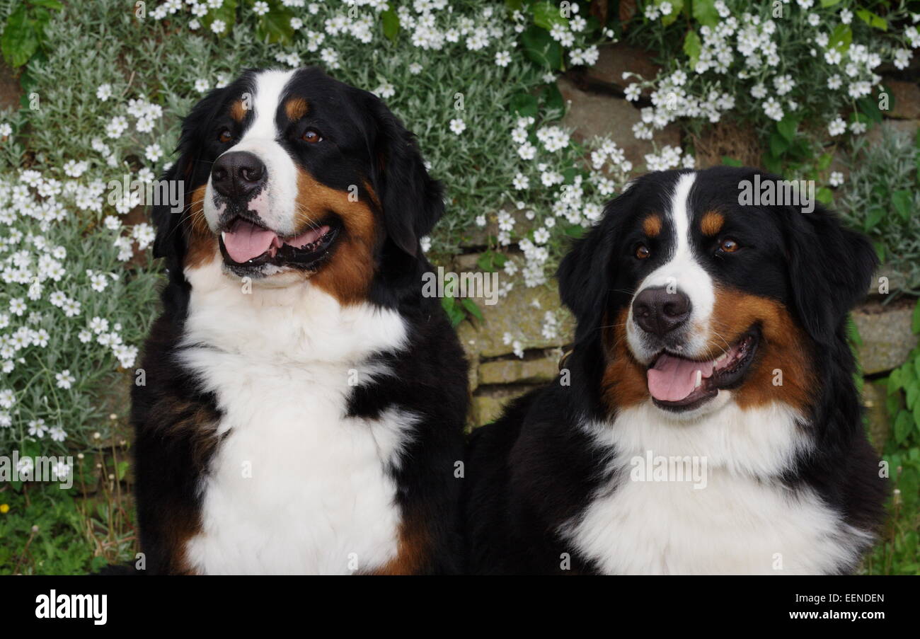 Zwei Berner Sennenhunde Portrait im Garten Banque D'Images