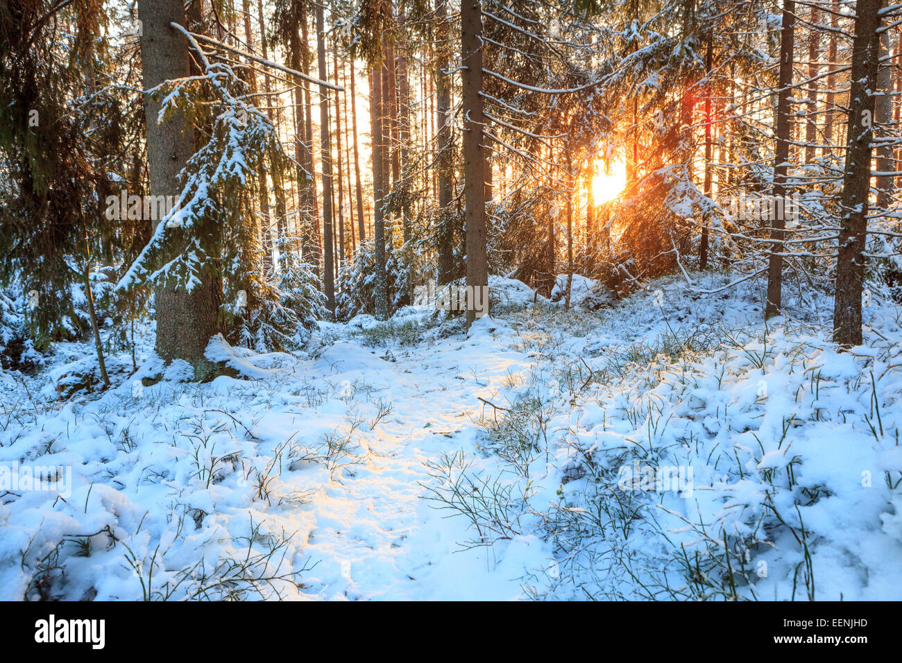 Petit chemin forestier au coucher du soleil Banque D'Images