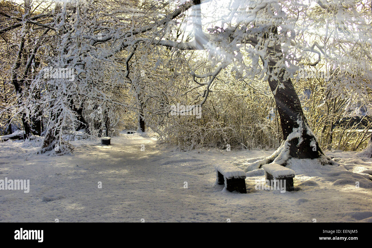 Soleil entre l'arbre branches enneigées sur deux bancs couverts de neige. Banque D'Images