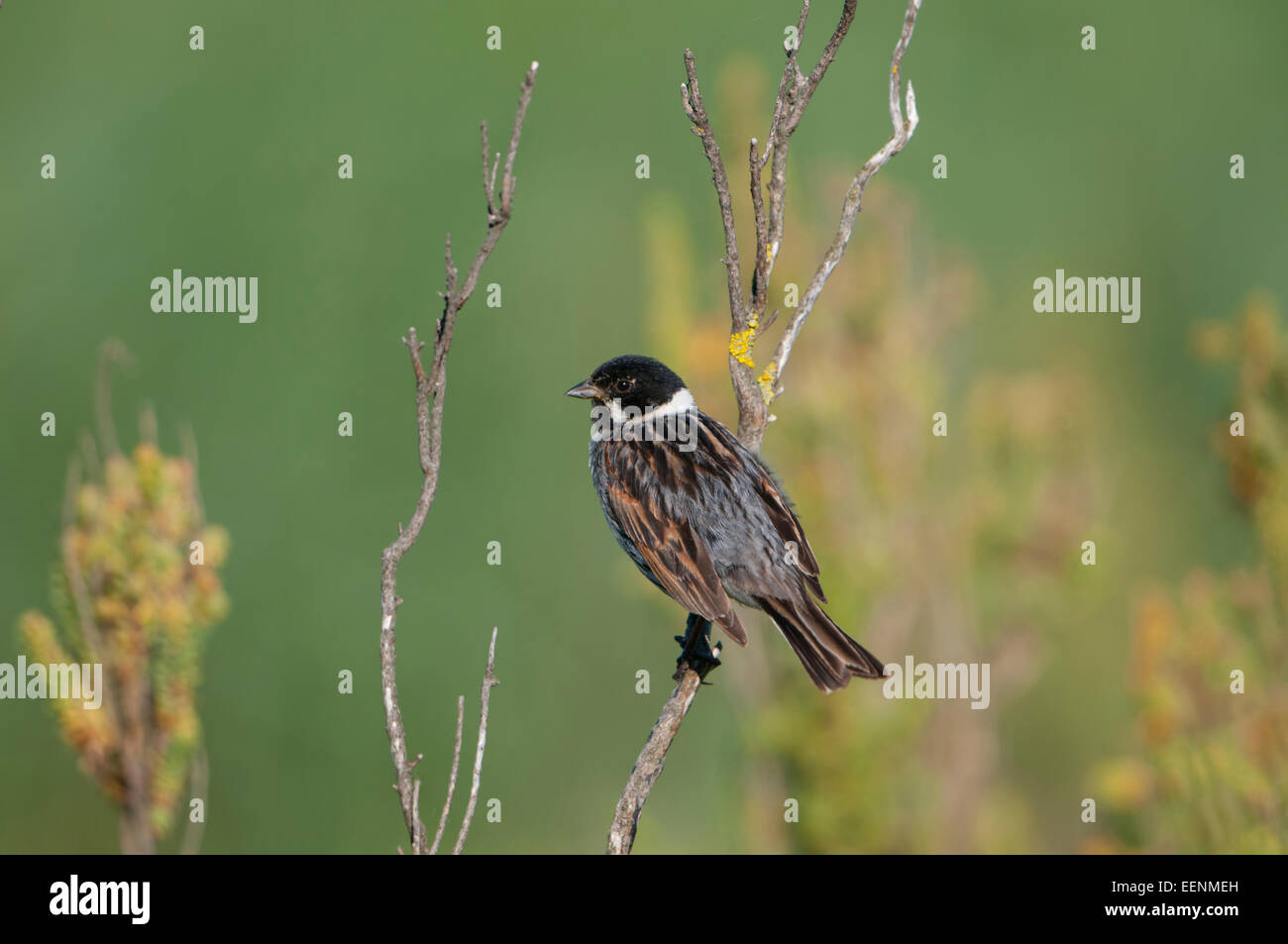 Un mâle Reed Bunting perché sur les broussailles, Titchwell Marsh, Norfolk, UK Banque D'Images