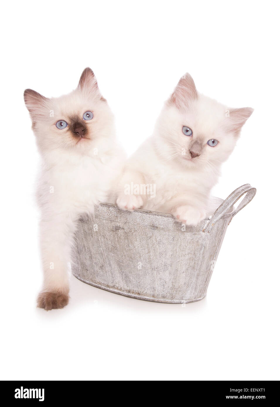 Deux chatons Ragdoll dans un bain silhouette studio Banque D'Images