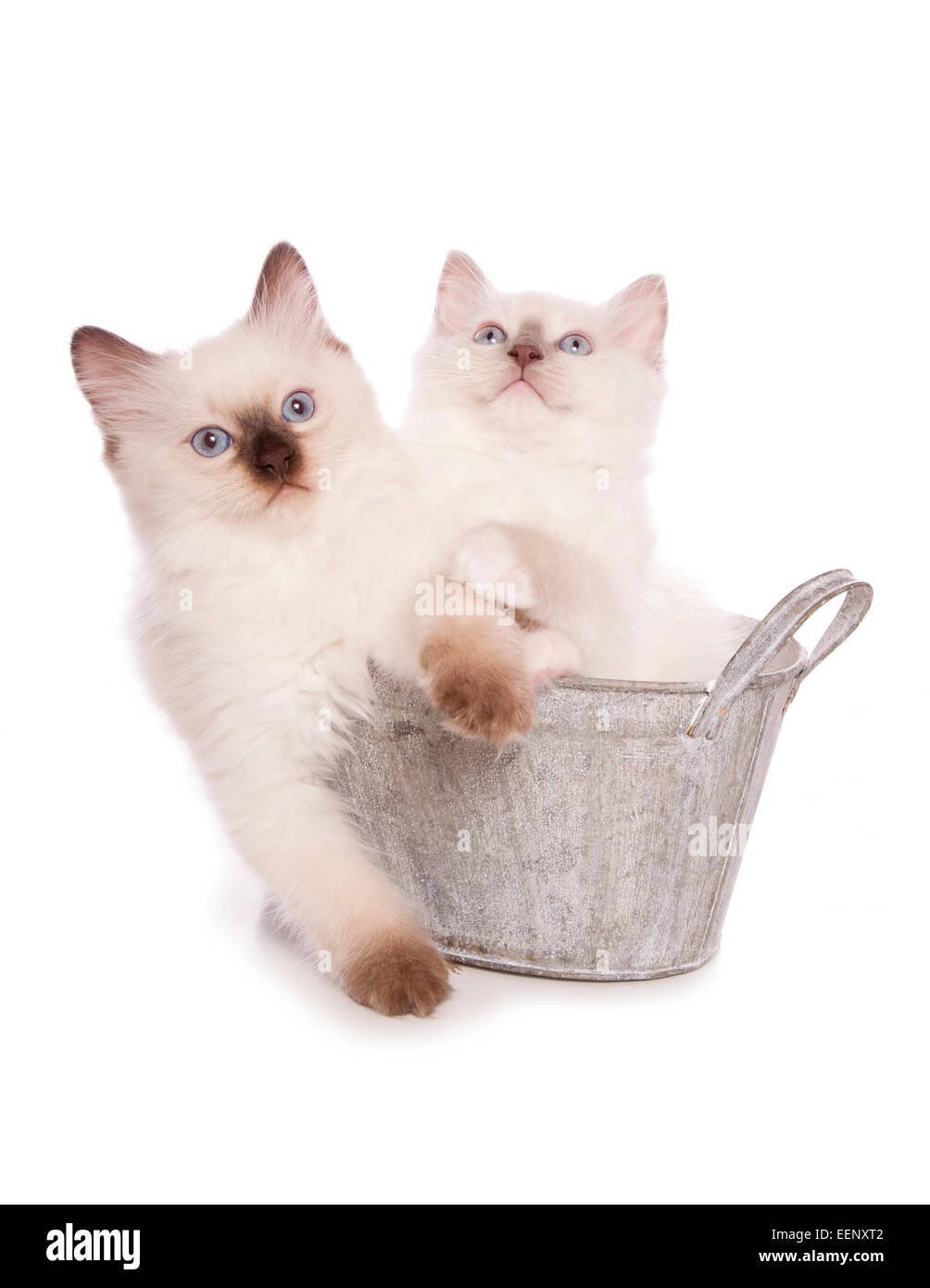 Deux chatons Ragdoll dans un bain silhouette studio Banque D'Images