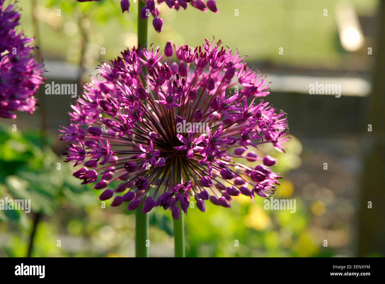 Fleur d'Allium sur un fond vert. Banque D'Images