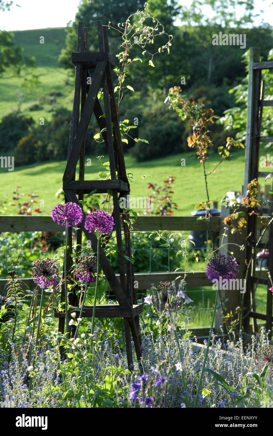Frontière mixtes au printemps Allium comprend des fleurs. Au-delà des champs de pâturage. Banque D'Images