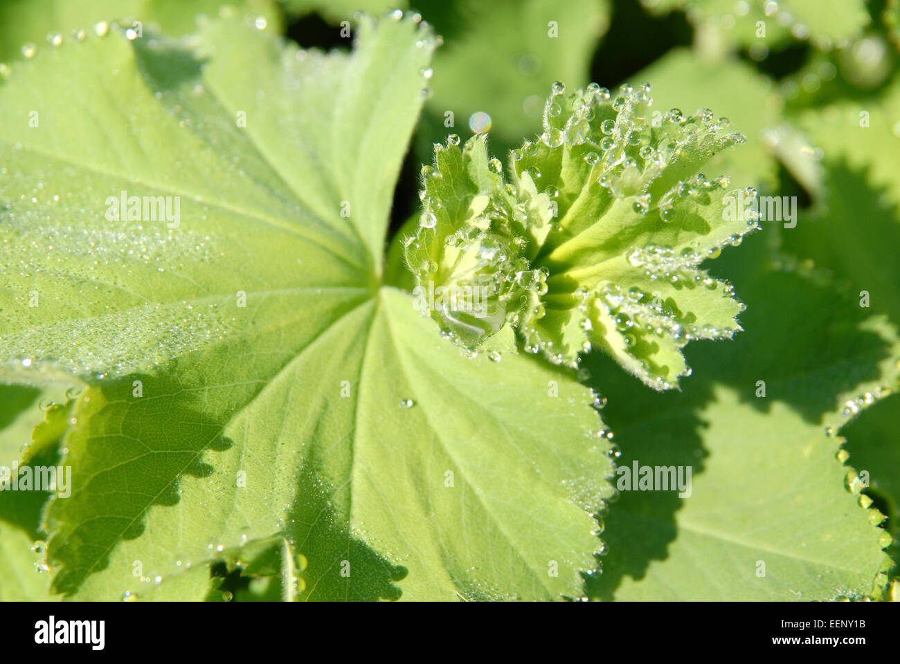 Les feuilles dentelées de Alchemilla mollis ou l'alchémille. Jardin des plantes, à la frontière du pays de Galles, Royaume-Uni. Banque D'Images