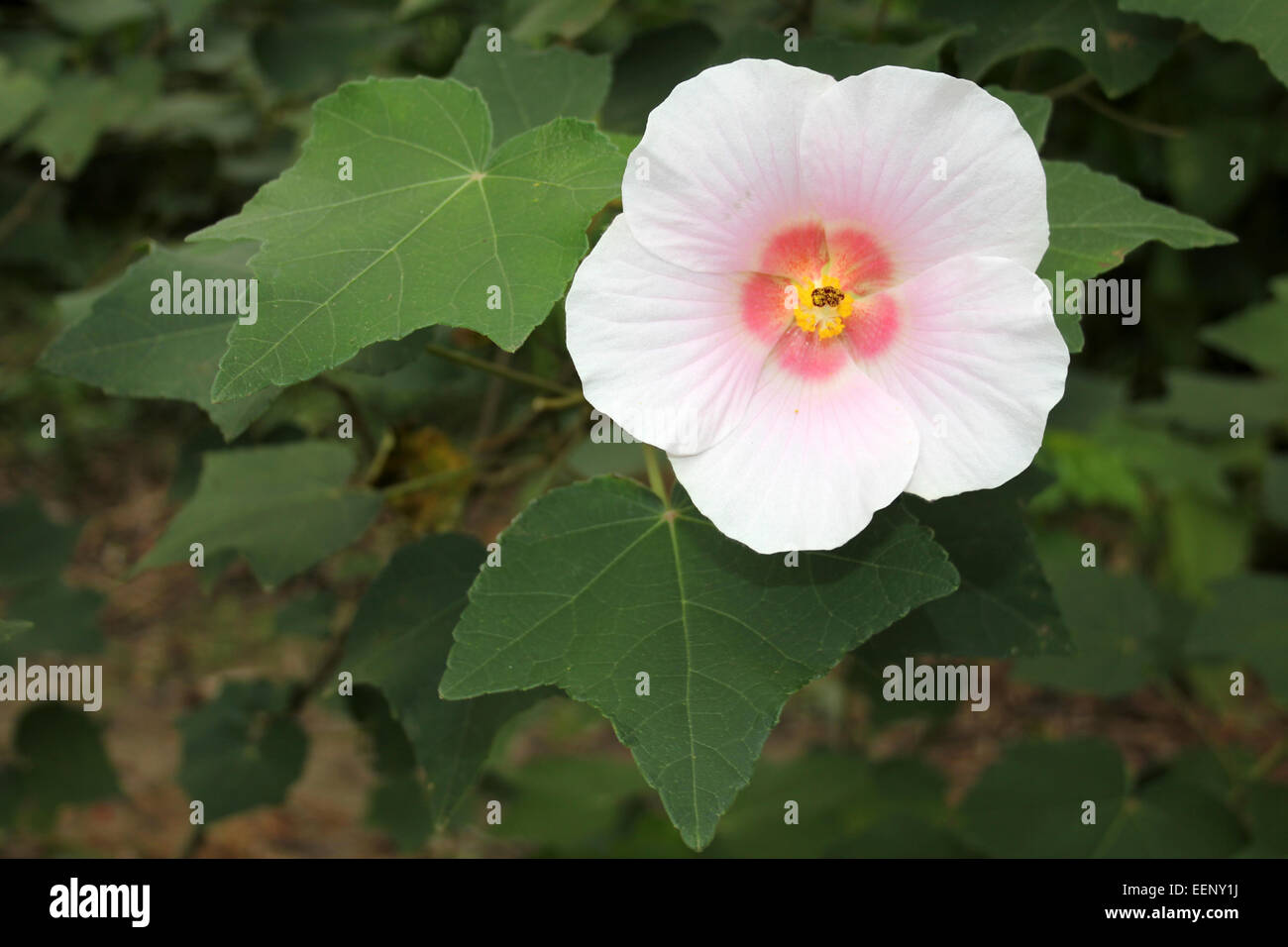 Hibiscus 'Lohengrin' - Belize Banque D'Images