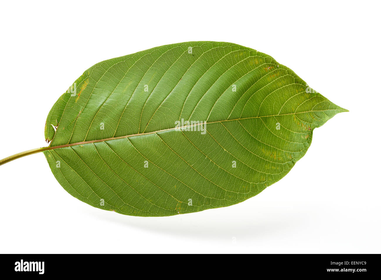 Feuilles de Kratom Mitragyna speciosa, Banque D'Images