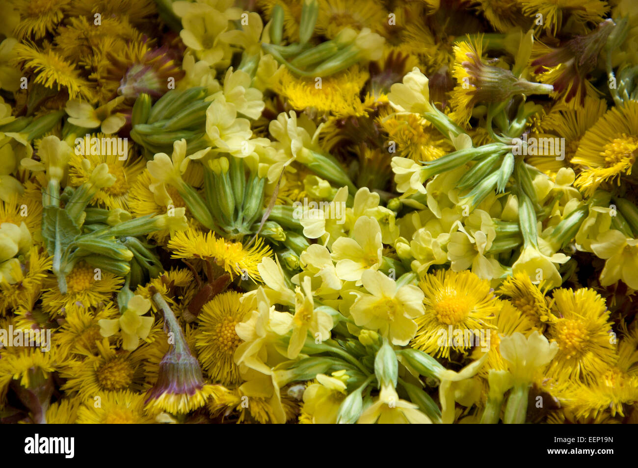 Les plantes médicinales Banque D'Images