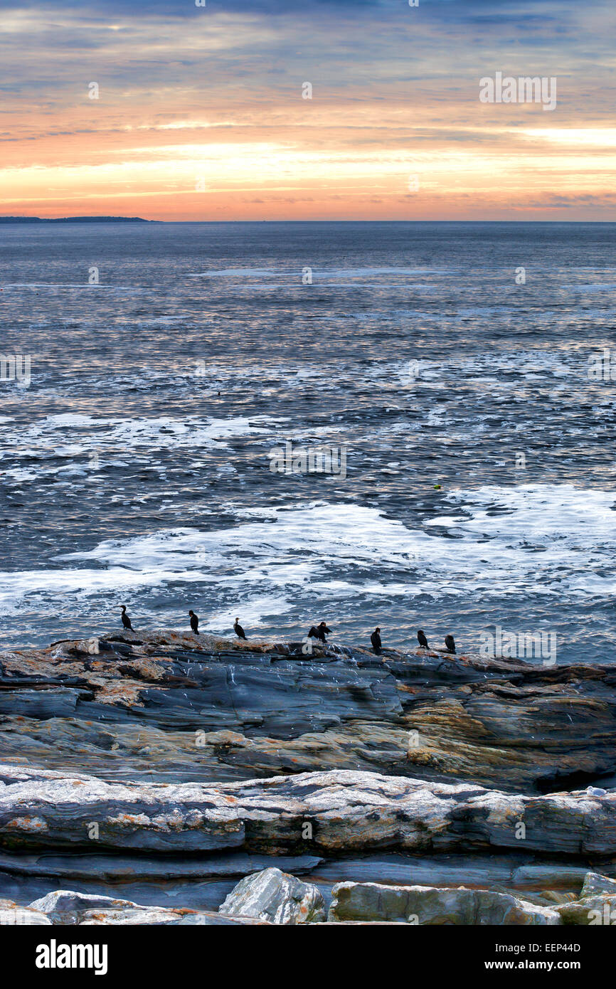 Plusieurs cormorans debout sur les corniches rocheuses dans la matinée à Pemaquid Point, Maine. Banque D'Images