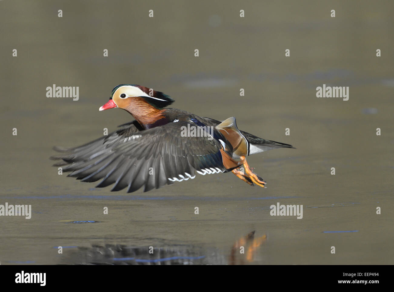 Canard mandarin - Aix galericulata - Mâle Banque D'Images