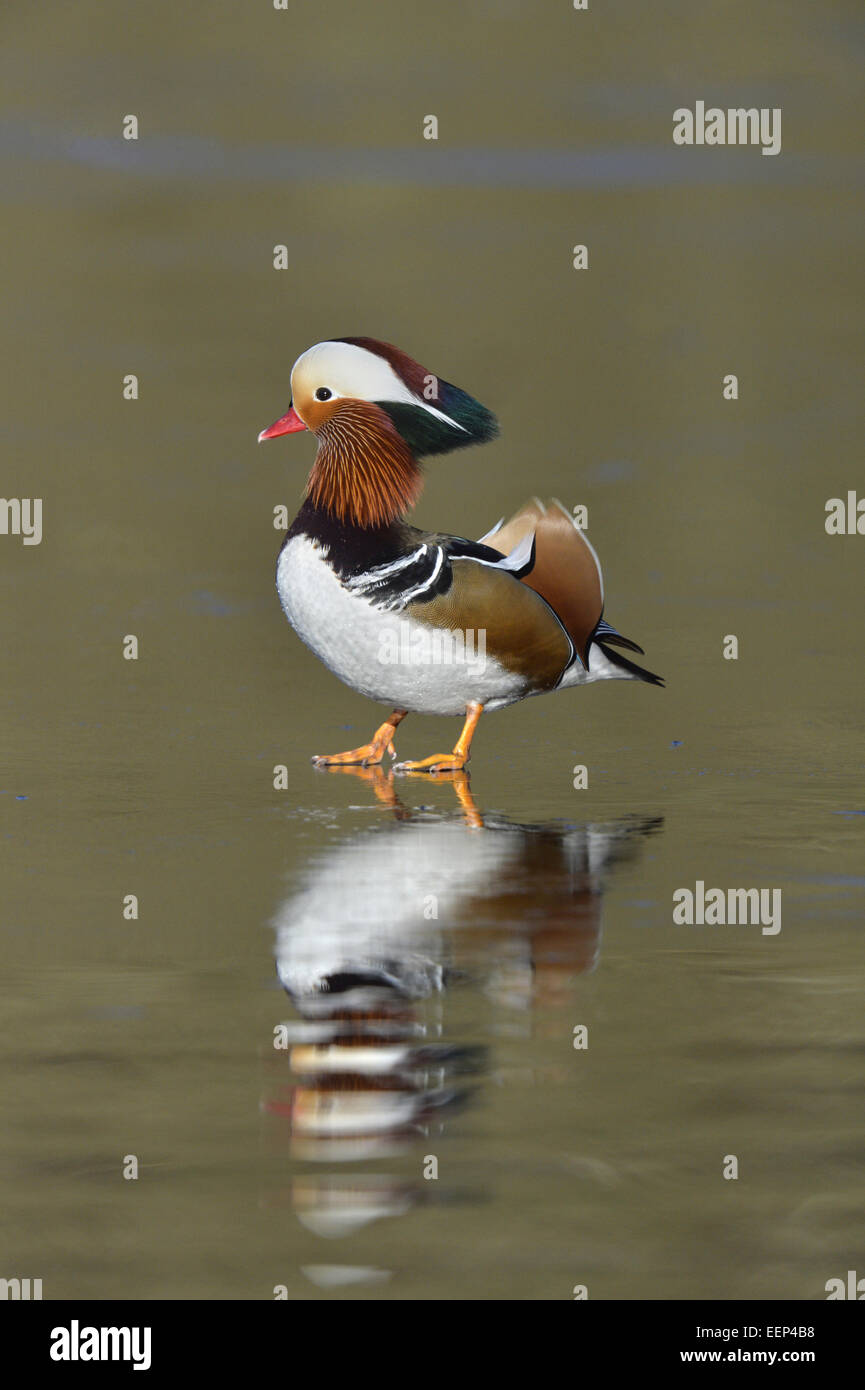 Canard mandarin - Aix galericulata - Mâle Banque D'Images