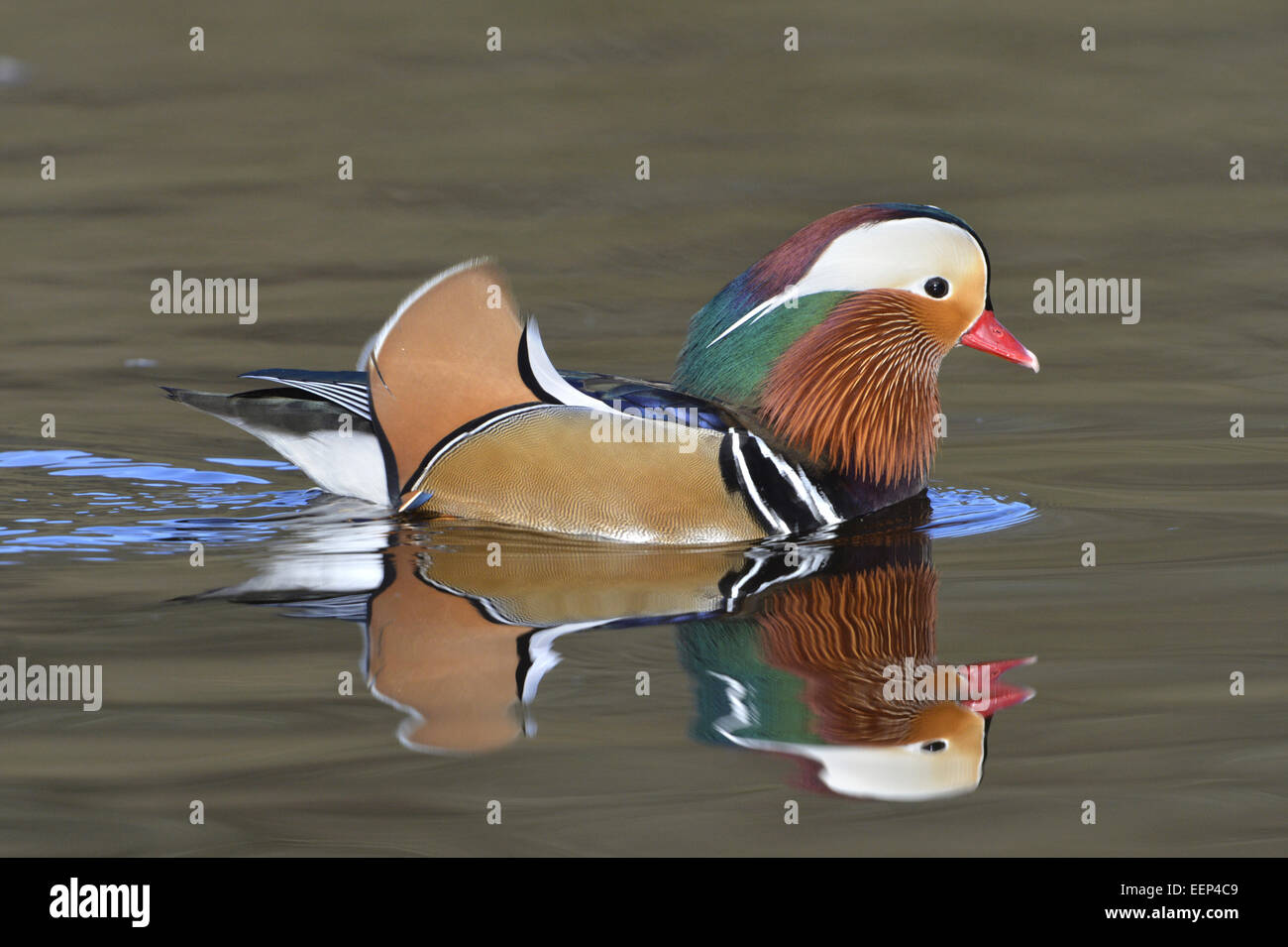 Canard mandarin - Aix galericulata - Mâle Banque D'Images
