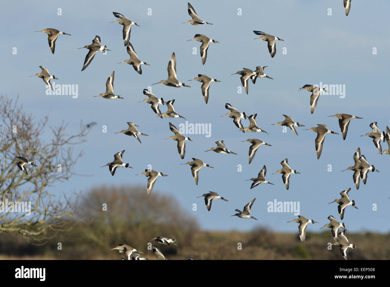 Barge à queue noire - Limosa limosa Banque D'Images