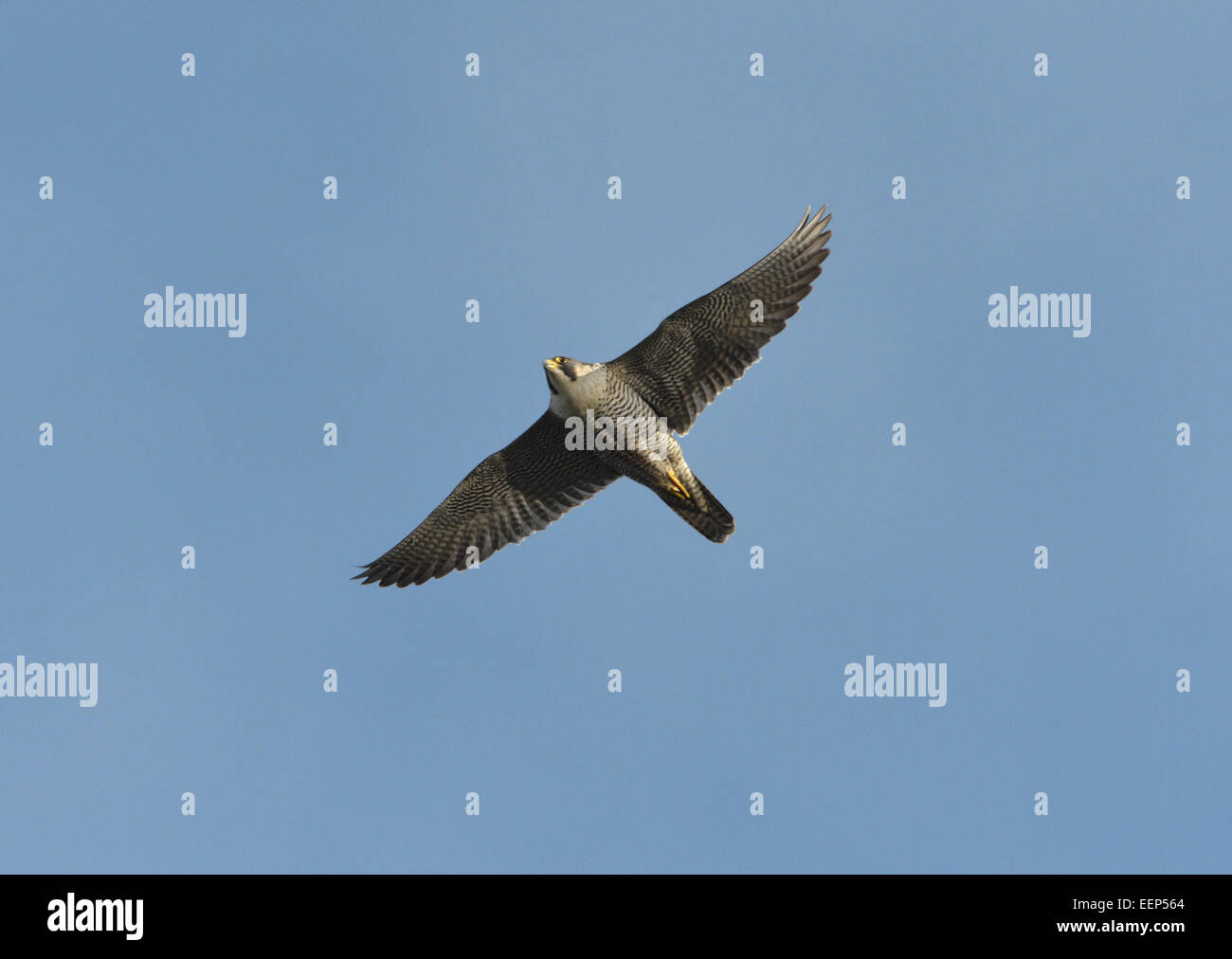 Peregrine - Falco peregrinus Banque D'Images