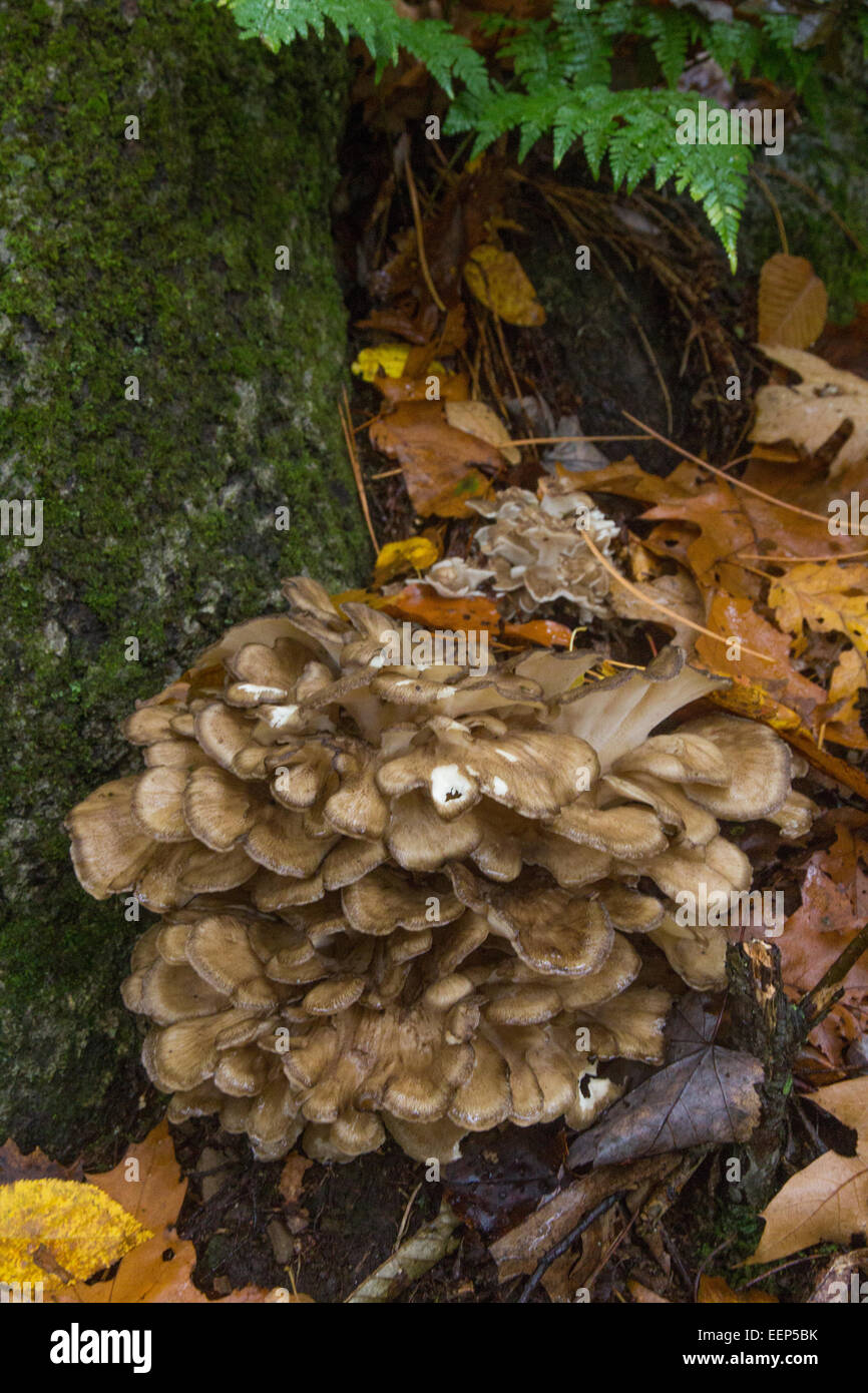 Un grand garçon des bois mushroom se trouve à la base d'un grand chêne. Banque D'Images