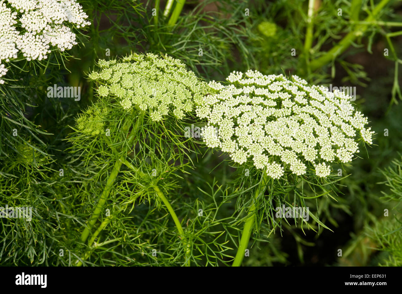 Ammi visnaga - var. MYSTIQUE Banque D'Images