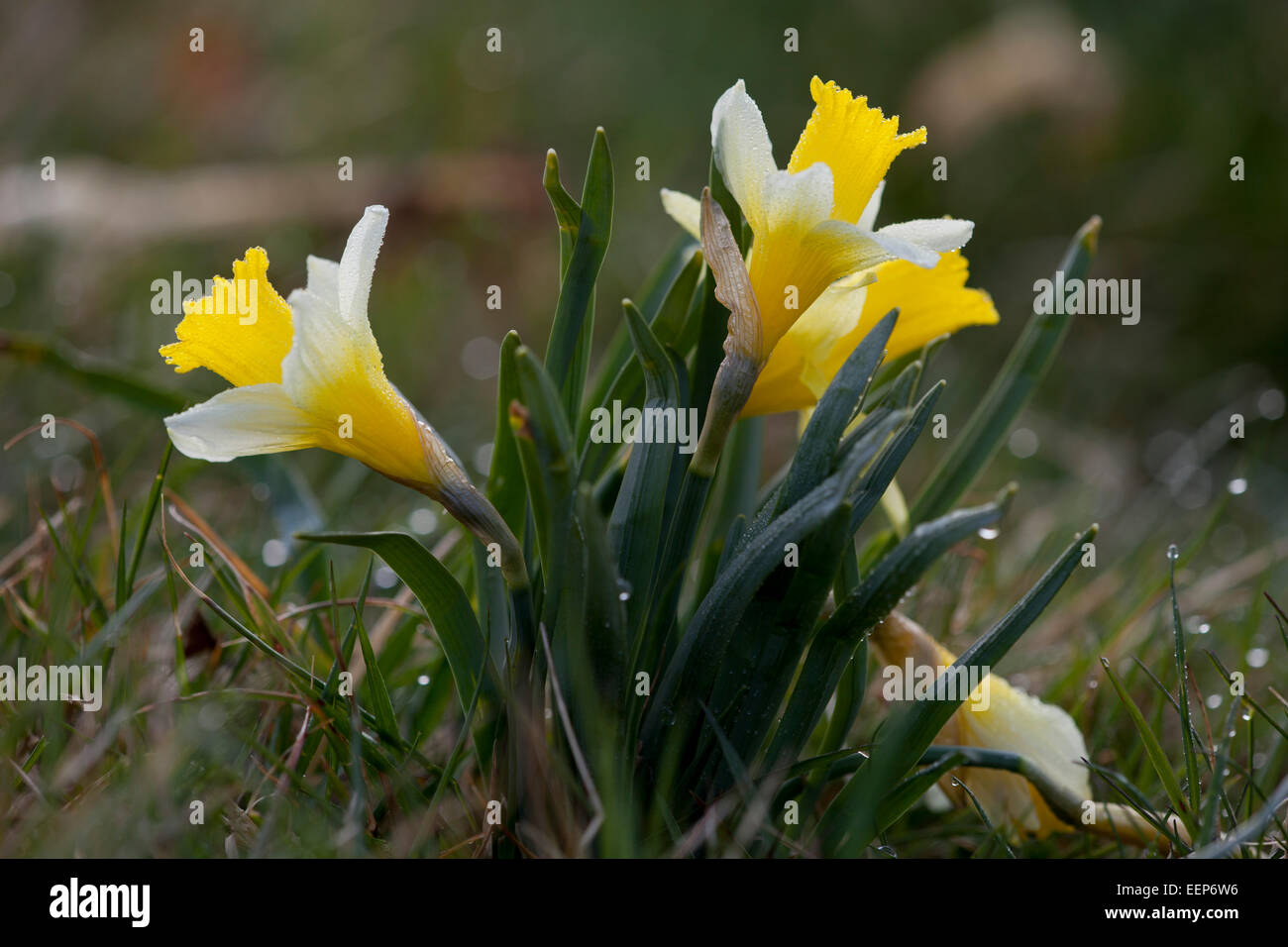 Parc national Eifel NRW, jonquilles sauvages, Narcissus pseudonarcissus, Perlenbachtalbachtal, Allemagne Banque D'Images