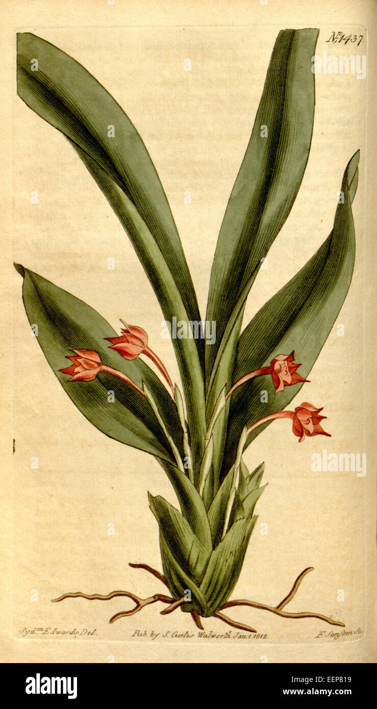 Maxillaria coccinea - Curtis' 35 pl. 1437 (1812) Banque D'Images