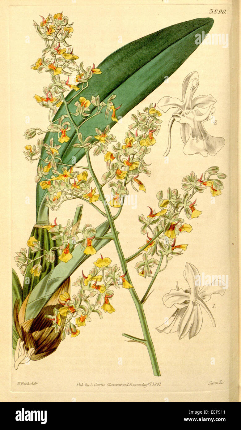 Illustration d'Oncidium longicornu (synonyme : Oncidium monoceras) tirée du magazine Botanical de Curtis, volume 68, planche 3890 (1842). Banque D'Images