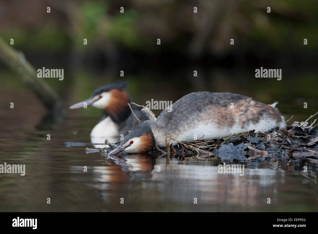 / / Haubentaucher Podiceps cristatus grèbe huppé (Podiceps cristatus] Banque D'Images