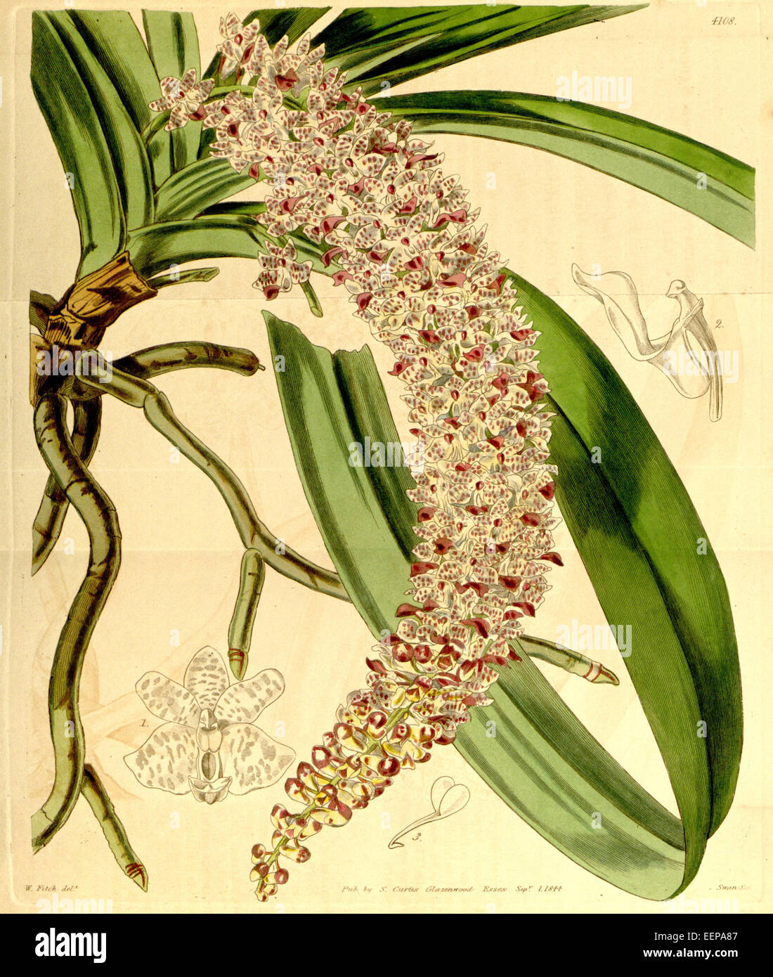 Rhynchostylis retusa (comme Saccolabium guttatum) - Curtis' 70 (N.-É.) 17) pl. 4108 (1844) Banque D'Images