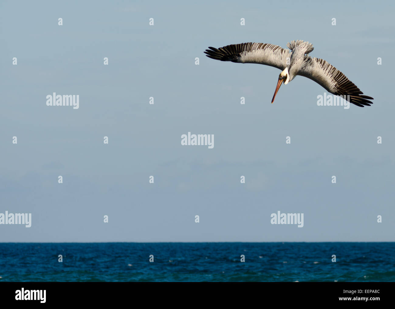 Plongée Pelican pour poisson, Montezuma, Costa Rica, Amérique Centrale Banque D'Images