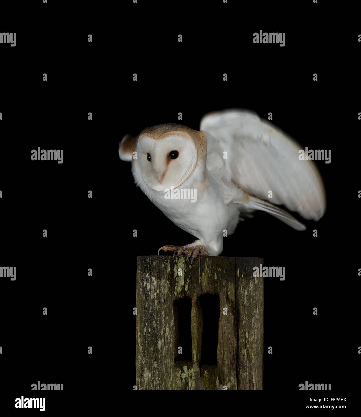 Owl-Tyto grange alba. Banque D'Images