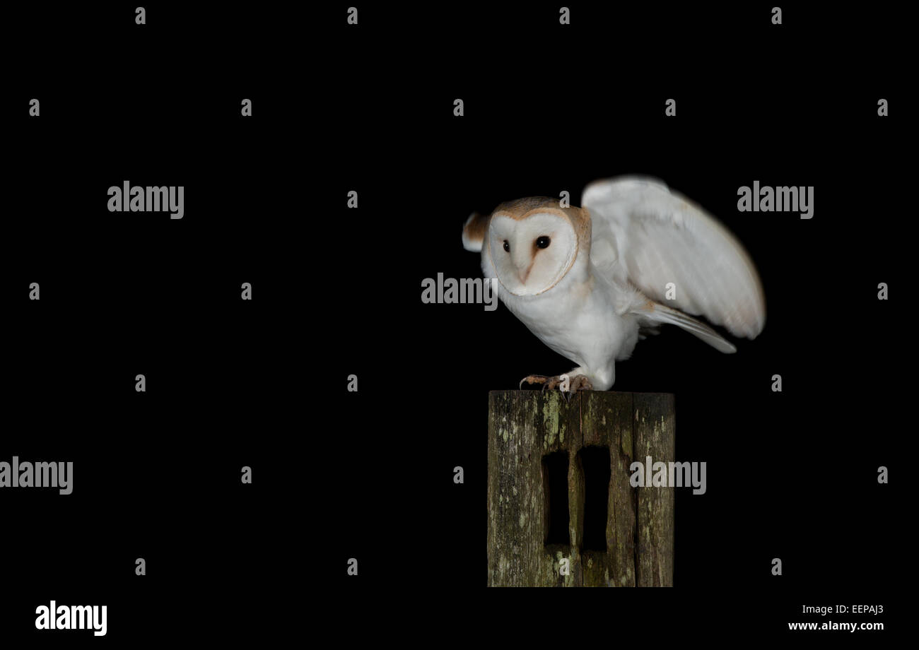 Owl-Tyto grange alba. Banque D'Images